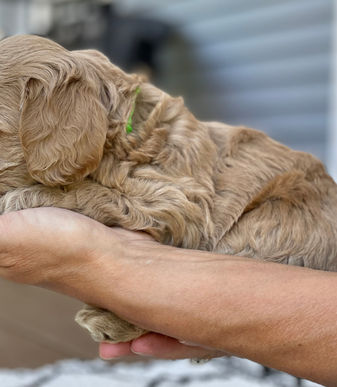 Cockapoo puppy lovingly raised by Chesley Hill Cockapoos, Cockapoo family breeder just north of Boston Massachusetts. Cockapoo puppies for sale to loving families in Boston, MA, New York City, NY, Newark, NJ, Portsmouth, NH, Portland, ME, Burlington, VT, Providence, RI, Hartford, CT, Washington DC, MD, all of New England and the East Coast.