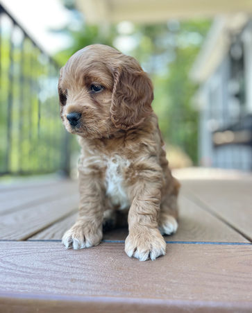 Adorable apricot Cockapoo puppy posed outside for his 5 week photo shoot on a sunny summer day in New England with a backdrop of bright green foliage.  He is being raised by Chesley Hill Cockapoos a family breeder of Cockapoo puppies located in New Hampshire, just north of Boston.  