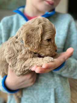 Hansdome male F1b Cockapo puppy for sale by Chesley Hill Cockapoos, New Hampshire's premier Cockapoo breeder with puppies for adoption to loving families in Connecticut, New York, Massachusetts, Rhode Island, New Hampshire, Philadelphia, Washington DC, all of New England and the East Coast.