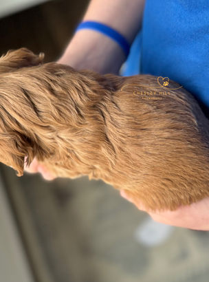F1b Cockapoo puppy lovingly raised by Chesley Hill Cockapoos Cockapoo breeder Connecticut with Cockapoo puppies for sale to families in FL, GA, NC, SC, VA, MD, CA, TX, NY, MA, NH, CT, OR, UT, WA all of New England and East Coast to West Coast