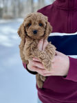 Beautiful apricot female F1b Cockapoo puppy lovingly held during her 6 week outdoor photo shoot at Chesley Hill Cockapoos, New Hampshire Cockapoo breeder with Cockapoo puppies for sale to families in NY, CT, RI, MA, PA, ME, NH, VT, NJ, Washington DC, MD, all of New England and the East Coast.