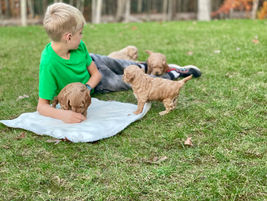 Cockapoo puppies lovingly raised by Chesley Hill Cockapoos New England family breeder of Cockapoo puppies for loving families in Boston, New York City, Newark, Hartford, Portsmouth, Delaware, Cape Cod, Portland, all of New England and the East Coast.
NH Cockapoo Breeder