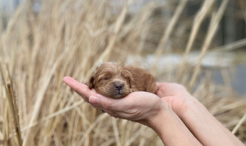 Handsome apricot male Cockapoo puppy lovingly held in a womans hands during his one week photo shoot outdoors on a sunny spring day with blue skies and tall waving earthtoned grass as the backdrop. He is being lovingly raised by Chesley Hill Cockapoos a family breeder of Cockapoo puppies just north of Boston, providing happy and healthy Cockapoo puppies to families from Boston, Massachusetts, Connecticut, NYC, all of New England and the East Coast.