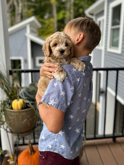 Adorable apricot with white markings F1 male Cockapoo puppy lovingly held by a young boy during the puppies final photo shoot at Chesley Hill Cockapoos, Massachusetts premier Cockapoo breeder with Cockapoo puppies for sale to families in NH, ME, VT, CT, RI, NY, NYC, NJ, PA, MD, Washington DC, all of New England and the East Coast.