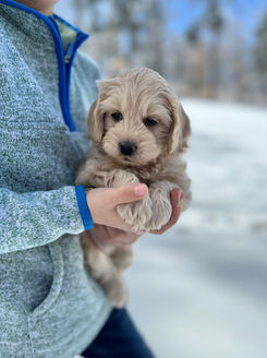 Buff female F1b Cockapoo puppy lovingly held outdoors with winter snow and sunshine for the pups 6 week photo shoot at Chesley Hill Cockapoos, New York City's premier Cockapoo breeder with Cockapoo puppies for sale to families in NYC, Brooklyn, Manhattan, New York, Hartford, Connecticut, Providence, Rhode Island all of New England and the East Coast.