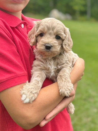 Handsome apricot with white markings F1 Cockapoo puppy lovingly held for his sunny summer 5 week puppy photo shoot at Chesley Hill Cockapoos NH Cockapoo breeder with Cockapoo puppies for sale to families in NH, MA, VT, CT, RI, ME, NJ, NY, PA, Washignton DC, MD, all of New England and the East Coast.
