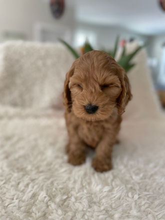 Beautiful apricot famale cockapoo puppy with dark brown eyes and black teddy bear nose, posing oh so cute for her last photo shoot at Chesley Hill Cockapoos a family breeder of Cockapoo puppies located north of Boston, and providing happy and healthy cockapoo puppies to families in New England and the East Coast.
