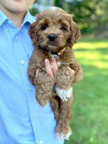 Stunning dark apricot with white markings 7 week old female Cockapoo puppy lovingly held by a young boy in a light blue shirt and posed before stunning white and pink flowers and green grass.  She is being lovingly raised by Chesley Hill Cockapoos a family breeder of Cockapoo puppies just north of Boston, providing happy and healthy Cockapoo puppies to families in Boston, MA, RI, CT, ME, NH, MD, FL, NC, NJ, all of New England and the East Coast.