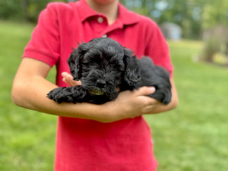 Handsome black with white markings F1 Cockapoo puppy lovingly held for his sunny summer 5 week puppy photo shoot at Chesley Hill Cockapoos NH Cockapoo breeder with Cockapoo puppies for sale to families in NH, MA, VT, CT, RI, ME, NJ, NY, PA, Washignton DC, MD, all of New England and the East Coast.