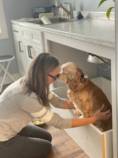 Chesley Hill Cockapoos MD Cockapoo breeder with Cockapoo puppies for sale to families in MD, FL, CT, RI, NH, MA, NY, ME, VT, NC, OR, UT, TX, WA, CA all of New England and East Coast to West Coast