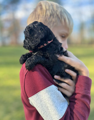 Beautiful black with white F1 Cockapoo puppy for sale from Chesley Hill Cockapoos Connecticut's premier Cockapoo breeder with Cockapoo puppies for sale to families in NH, ME, VT, CT, RI, NJ, NYC, NY, MA, Cape Cod, Boston, Philadelphia, PA, Washington DC, MD all of New England and the East Coast.