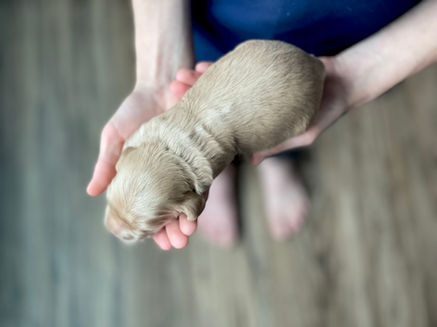 Buff female cockapoo puppy lovingly held in the hands of a boy for her first photo shoot at Chesley Hill Cockapoos NH Cockapoo puppy breeder lovingly raising Cockapoo puppies for families in NH, Boston, Cape Cod, MA, VT, RI, Hartford, CT, Manhattan, NYC, NY, Washington DC, MD, all of New England and the East Coast.