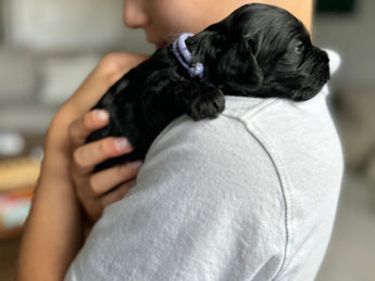 2 week old F1 Cockapoo puppy lovingly raised by Chesley Hill Cockapoos New Hampshire's premier Cockapoo breeder with Cockapoo puppies for sale to families in MA, ME, VT, NH, NY, CT, NYC, RI, PA, Washington DC, MD, all of New England and the East Coast.
