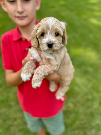 Handsome light apricot with white markings F1 Cockapoo puppy lovingly held for his sunny summer 5 week puppy photo shoot at Chesley Hill Cockapoos NH Cockapoo breeder with Cockapoo puppies for sale to families in NH, MA, VT, CT, RI, ME, NJ, NY, PA, Washignton DC, MD, all of New England and the East Coast.