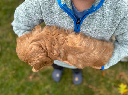 Adorable red F1b Cockapoo puppy lovingly held by a young boy on a lovely New England Fall Day for the pups final photo shoot at Chesley Hill Cockapoos NH Cockapoo breeder with puppies for sale to families in MA, NYC, CT, RI, NH, NJ, VT, ME, MD, Washington DC, all of New England and the East Coast.