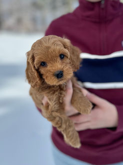 F1b Cockapoo puppy lovingly raised in NH by Chesley Hill Cockapoos, Massachusetts Cockapoo breeder with Cockapoo puppies for sale.