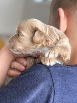F1 Cockapoo puppy lovingly raised by Chesley Hill Cockapoos NYC's premier Cockapoo breeder raising Cockapoo puppies for families in Boston, MA, Hartford, CT, Bethesda, MD, Newport, RI, NYC, Manhattan, Brooklyn, NY, Philadelphia, PA, NY, NJ, VT, ME all of New England and the East Coast.