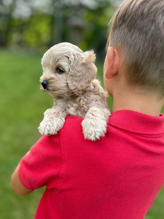 Handsome light apricot with white markings F1 Cockapoo puppy lovingly held for his sunny summer 5 week puppy photo shoot at Chesley Hill Cockapoos NH Cockapoo breeder with Cockapoo puppies for sale to families in NH, MA, VT, CT, RI, ME, NJ, NY, PA, Washignton DC, MD, all of New England and the East Coast.