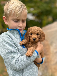 Adorable apricot F1b Cockapoo puppy lovingly held by a young boy on a lovely New England Fall Day for the pups' final photo shoot at Chesley Hill Cockapoos NH Cockapoo breeder with puppies for sale to families in MA, NYC, CT, RI, NH, NJ, VT, ME, MD, Washington DC, all of New England and the East Coast.