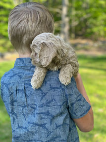 Cute as a button buff female Cockapoo puppy enjoying the New Hampshire fresh air and sunshine during her 7 week outdoor photo shoot at Chesley Hill Cockapoos, New England's premier Cockapoo breeder. Chesley Hill Cockapoos lovingly raises Cockapoo puppies for families in Boston, MA, Newport, RI, Greenwich, CT, Westport, CT, Darien, CT, Wilton, CT, New Canaan, CT, Hartford, CT, Bridgeport CT, Manhattan, NY, Sandspoint, NY, Brooklyn, NY, New York City, NY, Portsmouth, NH, Washington DC, Rockville, MD, Bowie, MD, ME, VT, all of New England and the East Coast.