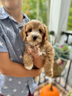Adorable apricot with white markings F1 male Cockapoo puppy lovingly held during the puppies final photo shoot at Chesley Hill Cockapoos, Massachusetts premier Cockapoo breeder with Cockapoo puppies for sale to families in NH, ME, VT, CT, RI, NY, NYC, NJ, PA, MD, Washington DC, all of New England and the East Coast.