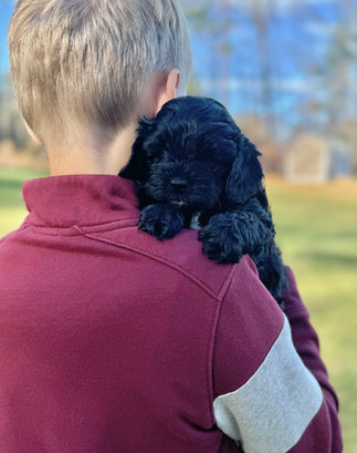 Handsome black F1 Cockapoo puppy for sale from Chesley Hill Cockapoos New Yorks premier Cockapoo breeder with Cockapoo puppies for sale to families in NH, ME, VT, CT, RI, NJ, NYC, NY, Philadelphia, PA, Washington DC, MD all of New England and the East Coast.