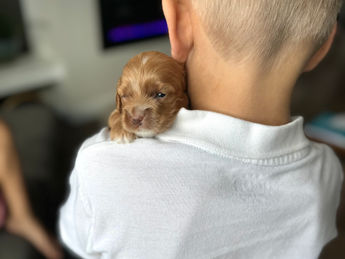 2 week old F1 Cockapoo puppy lovingly raised by Chesley Hill Cockapoos Massachusett's premier Cockapoo breeder with Cockapoo puppies for sale to families in MA, ME, VT, NH, NY, CT, NYC, RI, PA, Washington DC, MD, all of New England and the East Coast.