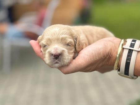 Beautiful buff F1 female Cockapoo puppy lovingly raised by Chesley Hill Cockapoos NH's premier Cockapoo breeder with Cockapoo puppies for sale to families in NH, ME, RI, CT, VT, MD, VA, NJ, CA, all of New England and the East Coast.