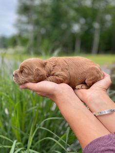 Adorable 2 week old male Cockapoo puppy being held by a woman during the puppy's outdoor photo shoot with a backdrop of green summer foliage and light blue skies.  He is being raised by Chesley Hill Cockapoos a family breeder of Cockapoo puppies located in New England providng happy and healthy Cockapoo puppies to loving families in Boston, MA, NH, VT, CT, RI, NY, NYC, ME, all of New England and the East Coast.