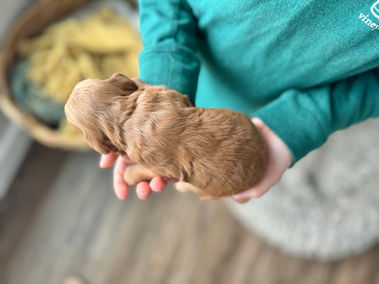 Adorable dark apricot female Cockapoo puppy lovingly held in a young boys hands for the pups newborn photo shoot at Chesley Hill Cockapoos, NH Cockapoo breeder with Cockapoo puppies for sale to loving families in Boston, Cape Cod, Massachusetts, Newport, Rhode Island, Hartford, Connecticut, NYC, Manhattan, Brooklyn, New York, Newark, NJ, Portsmouth, NH, ME, VT, Washington DC, MD, all of New England and the East Coast.