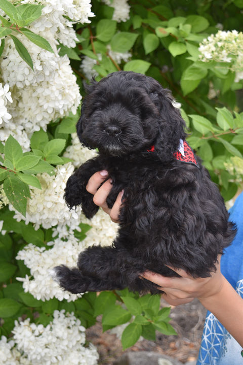 Male black Cockapoo puppy posed outside in front of white hydrangea with green leaves. He is being raised by Chesley Hill Cockapoos, a boutique family breeder of Cockapoo puppies located in NH, providing happy and healthy Cockapoo puppies to loving families in Boston, NYC, New England and from the East to West Coast (as long as you can come meet us).