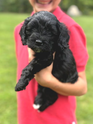 Handsome black with white markings F1 Cockapoo puppy lovingly held for his sunny summer 5 week puppy photo shoot at Chesley Hill Cockapoos NH Cockapoo breeder with Cockapoo puppies for sale to families in NH, MA, VT, CT, RI, ME, NJ, NY, PA, Washignton DC, MD, all of New England and the East Coast.