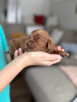 Apricot F1b Cockapoo puppy lovingly raised by Chesley Hill Cockapoos Massachusett's premier Cockapoo breeder with Cockapoo puppies for sale to families in Boston, MA, Manhattan, NY, NYC, NY, Hartford, CT, Philadelphia, PA all of New England and the East Coast.