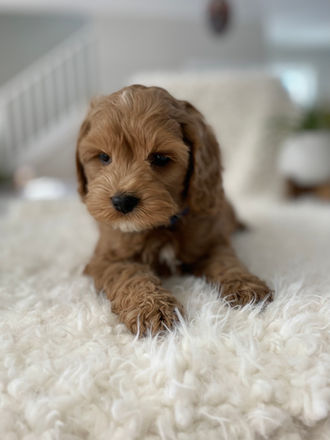Adorable apricot with white markings male pup posing on a cream faux fur blanket during his last photo shoot at Chesley Hill Cockapoos, a family breeder of Cockapoo puppies located in NH and providing Cockapoo puppies to loving families in Boston, Massachusetts, all of New England and the East Coast.