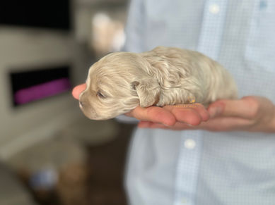 F1 Cockapoo puppy lovingly raised in NH by Chesley Hill Cockapoos New England's premier Cockapoo breeder with Cockapoo puppies for sale to families in NH, MA, NYC, CT, NC, SC, FL, GA, TX, WA, CA, OR, UT, VA, MD, ME, VT, all of New England and East Coast to West Coast