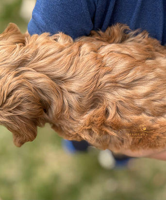 Close up of an apricot female Cockapoo puppy. Home-raised by Chesley Hill Cockapoos, shipping nationwide.