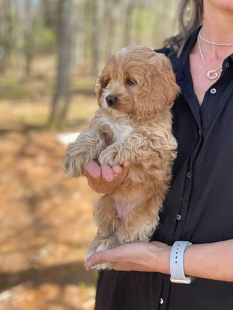 Beautiful light apricot with white markings female Cockapoo puppy during her outside photo shoot with blue skies and green budding trees as the backdrop.  She is being lovingly raised by Chesley Hill Cockapoos a premier family breeder of Cockapoo puppies in New England providing happy and healthy Cockapoo puppies to loving families in Boston, Massachusetts, NYC, CT, VT, NH, ME, RI, all of New England and the East Coast.