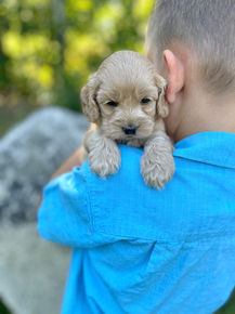 Handsome male F1 Cockapoo puppy lovingly held by a little boy outdoors in NH on a lovely fall day. The pup is being raised by Chesley Hill Cokapoos, New England's premier Cockapoo breeder raising Cockapoo puppies for families in Connecticut, Rhode Island, New York, Maine, New Hampshire, Vermont, Maine, New Jersey, Washington DC, Maryland, all of New England and the East Coast.