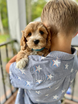 Adorable apricot with white markings F1 male Cockapoo puppy lovingly held during the puppies final photo shoot at Chesley Hill Cockapoos, Massachusetts premier Cockapoo breeder with Cockapoo puppies for sale to families in NH, ME, VT, CT, RI, NY, NYC, NJ, PA, MD, Washington DC, all of New England and the East Coast.