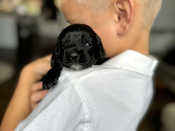 2 week old F1 Cockapoo puppy lovingly raised by Chesley Hill Cockapoos New York City's premier Cockapoo breeder with Cockapoo puppies for sale to families in MA, ME, VT, NH, NY, CT, NYC, RI, PA, Washington DC, MD, all of New England and the East Coast.