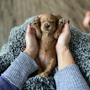 3 week old apricot female cockapoo puppy being held by a young boy wearing heathered maroon sweatshirt for the pups photo shoot at Chesley Hill Cockapoos, a boutique family breeder located in NH providing happy and healthy Cockapoo puppies to loving families in Boston Massachusetts, all of New England and the East Coast.