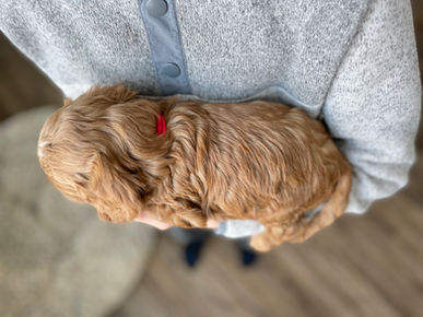 Apricot with white markings Cockapoo puppy enjoying her 5 week photo shoot while being lovingly raised by Chesley Hill Cockapoos a  family breeder of Cockapoo puppies in New England.