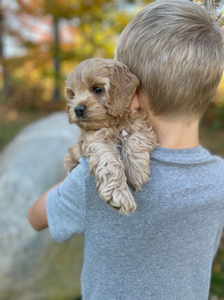 Adorable Cockapoo puppy in the arms of a young boy for the pups final photo shoot at Chesley Hill Cockapoos, New England breeder of Cockapoo puppies for families in Massachusetts, Boston, Cape Cod, New York, Manhattan, Brooklyn, New Jersey, Newark, Connecticut, Hartford, Bridgeport, New Hampshire, Portsmouth, Vermont, Maine, Philadelphia, Washington DC, Maryland, all of New England and the East Coast.
