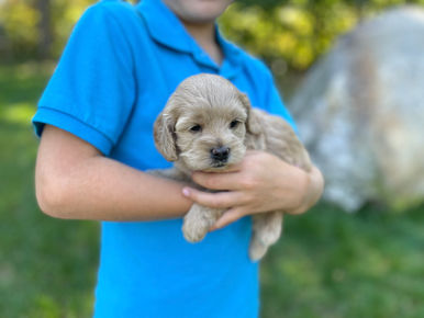 Adorable female F1 Cockapoo puppy lovingly held by a little boy outdoors in NH on a lovely fall day. The pup is being raised by Chesley Hill Cokapoos, New England's premier Cockapoo breeder raising Cockapoo puppies for families in Connecticut, Rhode Island, New York, Maine, New Hampshire, Vermont, Maine, New Jersey, Washington DC, Maryland, all of New England and the East Coast.