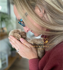 Cockapoo Puppies New York City Chesley Hill Cockapoos NH