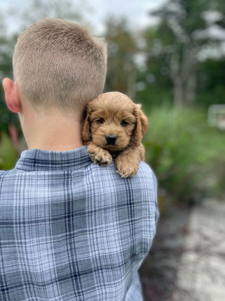 Handsome male Cockapoo puppy lovingly held for his 6 week photo shoot outdoors in NH. He is being lovingly raised by Chesley Hill Cockapoos family breeder of Cockapoo puppies in NH providing happy and healthy Cockapoo puppies to families in NH, MA, RI, CT, NYC, NJ, MD, FL, ME, VT, all of New England and the East Coast.