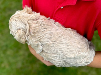 Handsome light apricot with white markings F1 Cockapoo puppy lovingly held for his sunny summer 5 week puppy photo shoot at Chesley Hill Cockapoos NH Cockapoo breeder with Cockapoo puppies for sale to families in NH, MA, VT, CT, RI, ME, NJ, NY, PA, Washignton DC, MD, all of New England and the East Coast.
