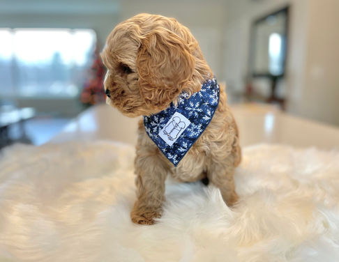 Handsome male Cockapoo puppy posed in a blue Christmas bandana while sitting in a wreath for his last photo shoot at Chesley Hill Cockapoos, New England family Cockapoo breeder helping families in Boston, New York City, Hartford, Newark, Portsmouth, Cape Cod, New Haven, Providence, Portland, all of New England and the East Coast.