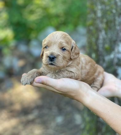 Beautiful apricot female Cockapoo puppy lovingly held oustside for her 3 week photo shoot on a sunny summer day, posed before a backdrop of mossy trees and granite rock wall. She and her littermates are being raised by Chesley Hill Cockapoos New Englands premier Cockapoo breeder providing Cockapoo puppies to families in Massachusetts, Boston, NY, NYC, CT, RI, MD, FL, NH, MA, ME, VT, all of New England and the East Coast.