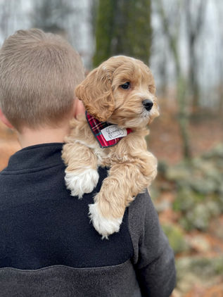 Handsome 8 week old cream with white markings male Cockapoo puppy lovingly held by a young boy during the pups outdoor photo shoot with backdrop of beautiful trees and fallen leaves.  He is being raised by Chesley Hill Cockapoos, New England Cockapoo breeder raising happy and healthy Cockapoo puppies for loving families in NH, MA, RI, CT, NJ, ME, VT, NY, Boston, New York City, Washington DC, all of New England and the East Coast.